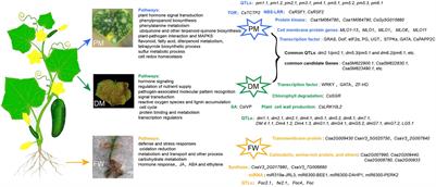 Research Advances in Genetic Mechanisms of Major Cucumber Diseases Resistance